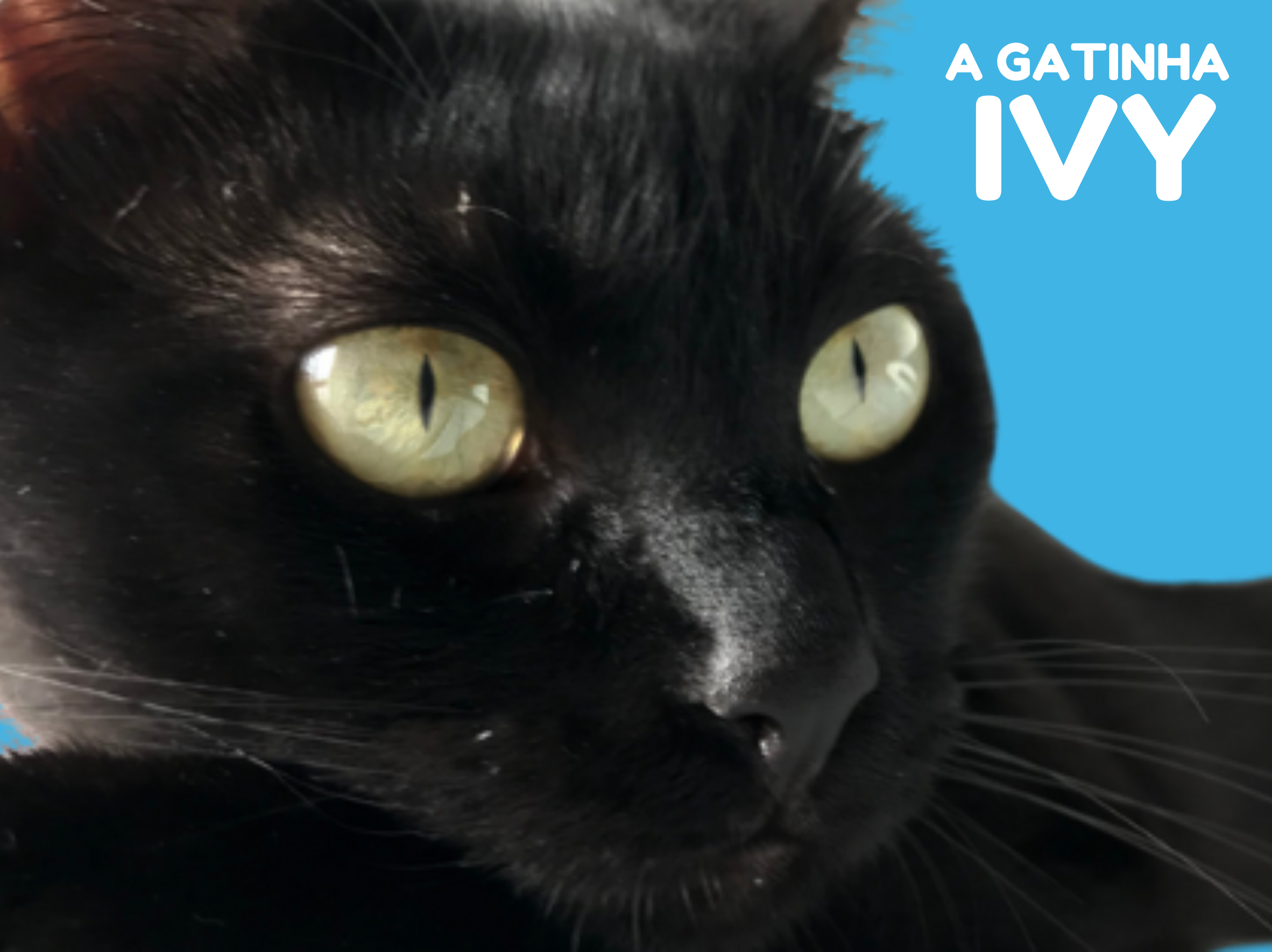 A Gatinha Ivy