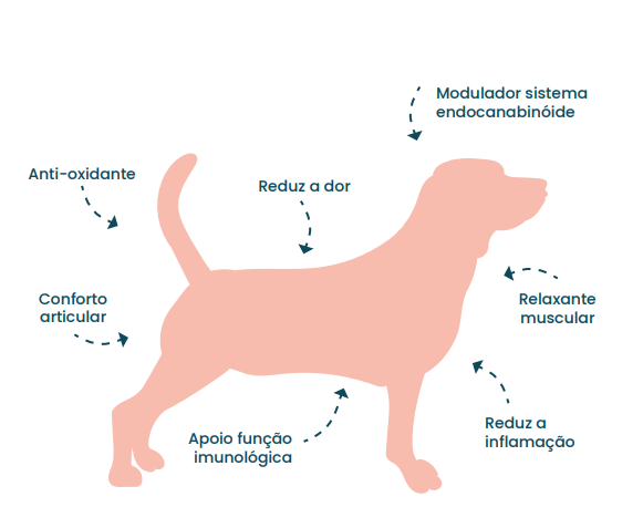 glopflam_cao_imagem_1