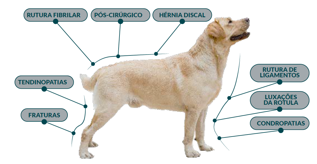 hyaloral_plasma_gel_oral_imagem_1