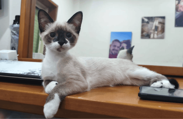 newpet-animais-adotados-blue