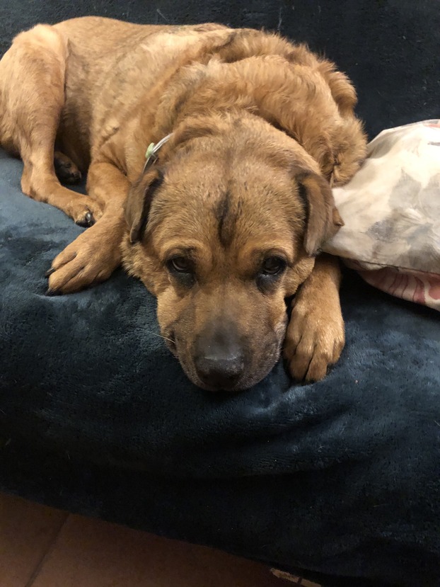 newpet-animais-adotados-tempi