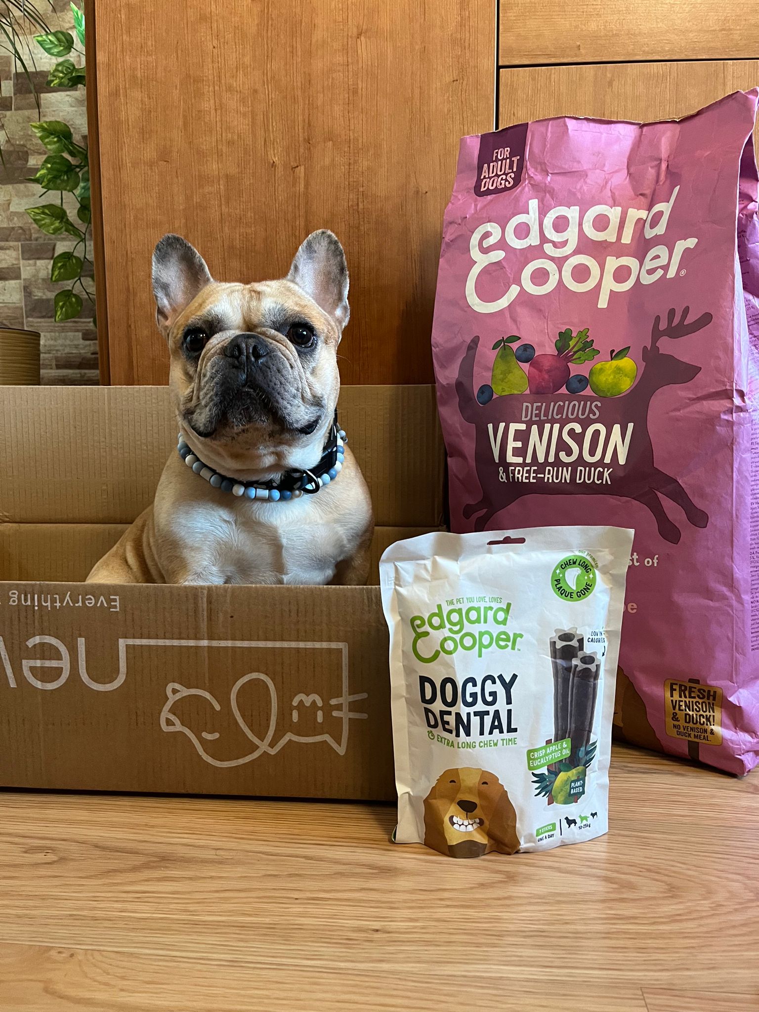 NewPet Patudo do Mês Junho 2025